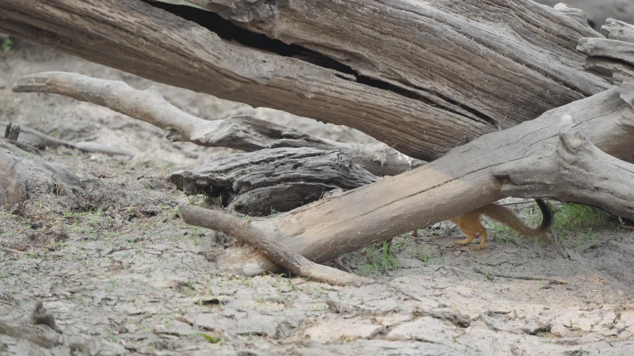 Seekor garangan ramping (Galerella sanguinea) bergerak diam-diam di balik batang pohon tumbang yang mati di Taman Nasional Kruger, Afrika Selatan. Rekaman satwa liar gerak lambat.
