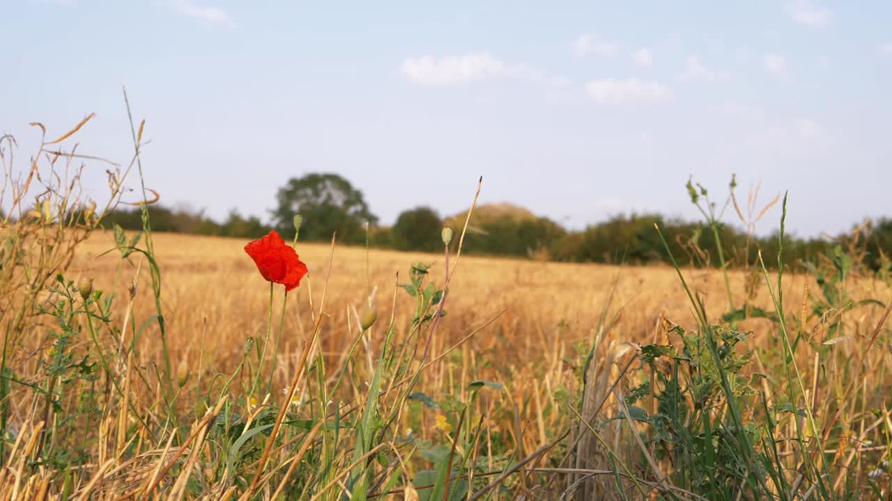 Einsame Mohnblume, die wild auf einem weiten goldenen Weizenfeld wächst, Landschaftsaufnahme