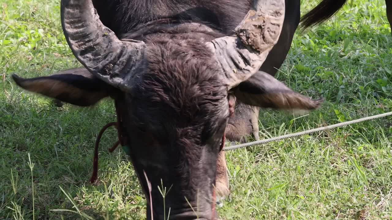 버팔로가 잔디에서 로프와 상호 작용합니다.