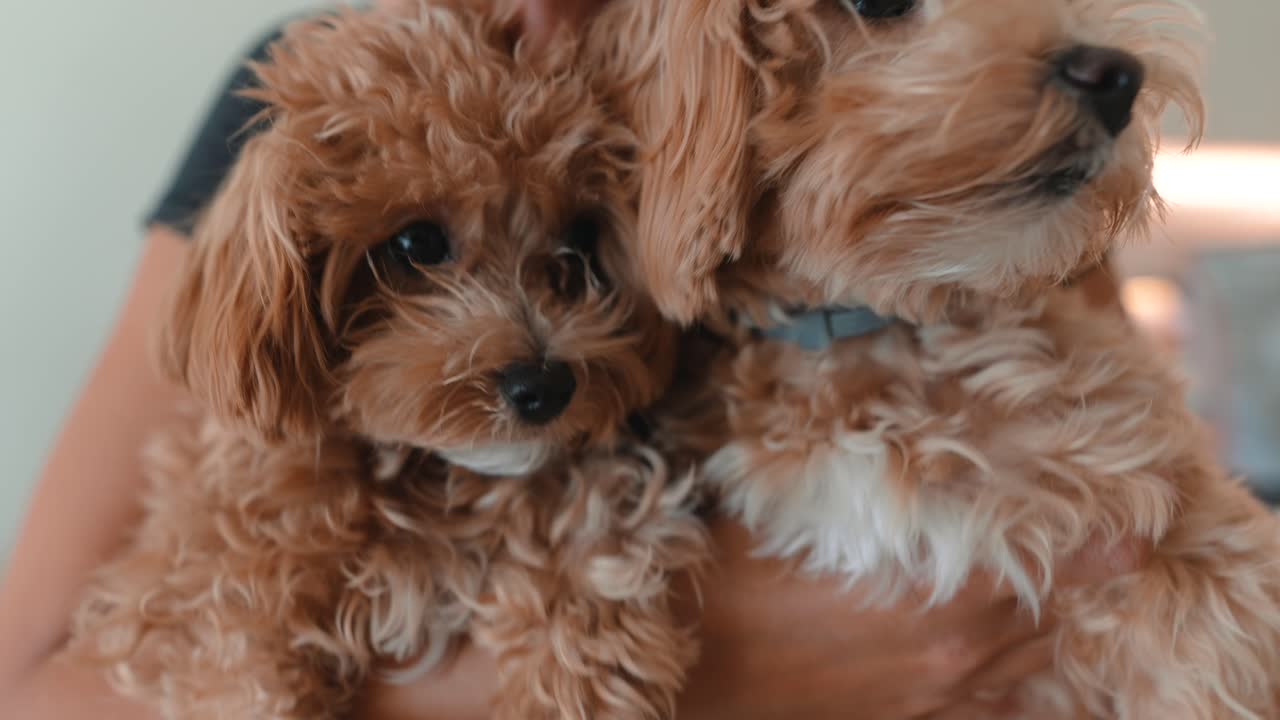 Donna felice che coccola due adorabili cuccioli soffici.