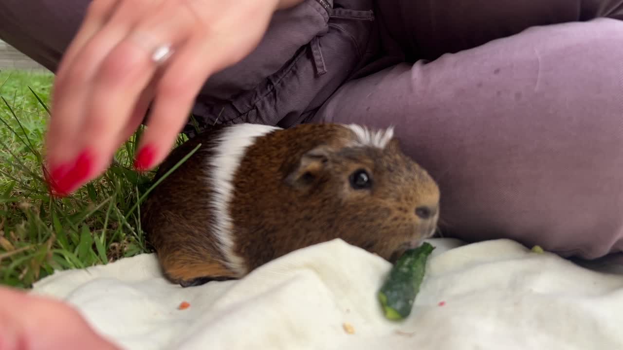 여자 가 풀 에서 기니 피그 를 먹이고 있다