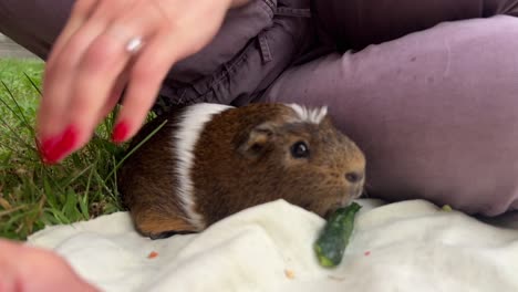 woman feeding a guinea pig in the grass