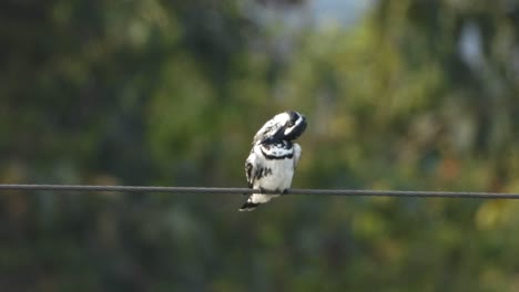 Ratteneisvogel-Im-Teichgebiet-Wartet-Auf-Gebet-..