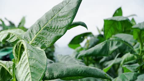 green tobacco leaves swaying in the wind