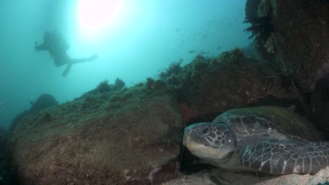 a green sea turtle rest on the ocean floor while a scuba dive conducting marine studies observes from above