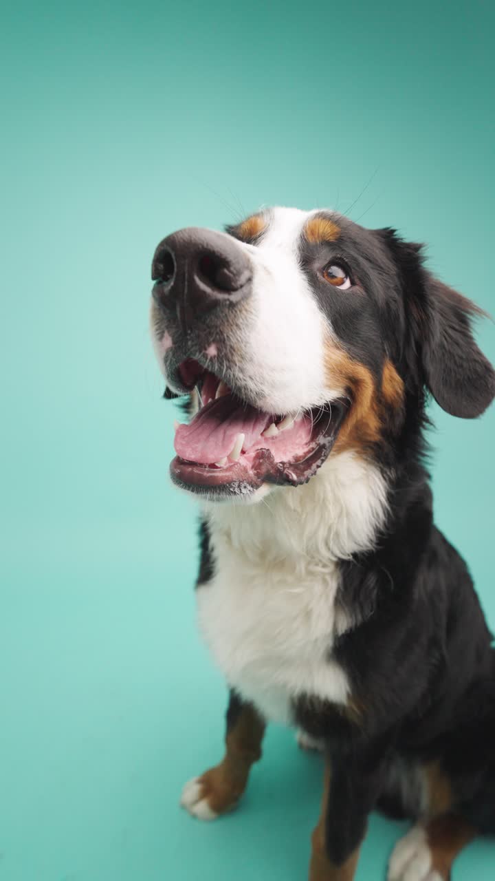 Portrait of a Bernese Mountain Dog