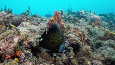 Ein-Französischer-Kaiserfisch,-Der-Bei-Einem-Schönen-Tauchgang-In-Der-Nähe-Des-Riffs-Schwimmt