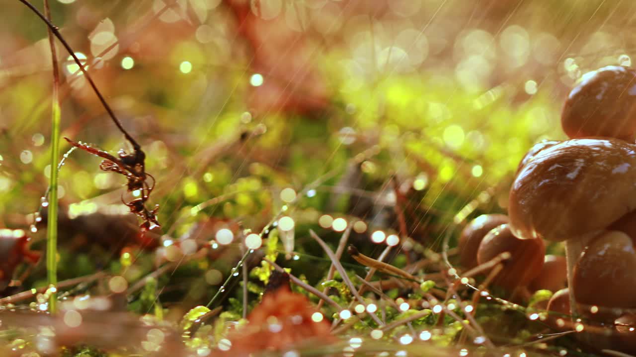 비가 오는  ⁇ 빛이 비는 숲에서  ⁇ 의 아가릭의 armillaria 버섯.