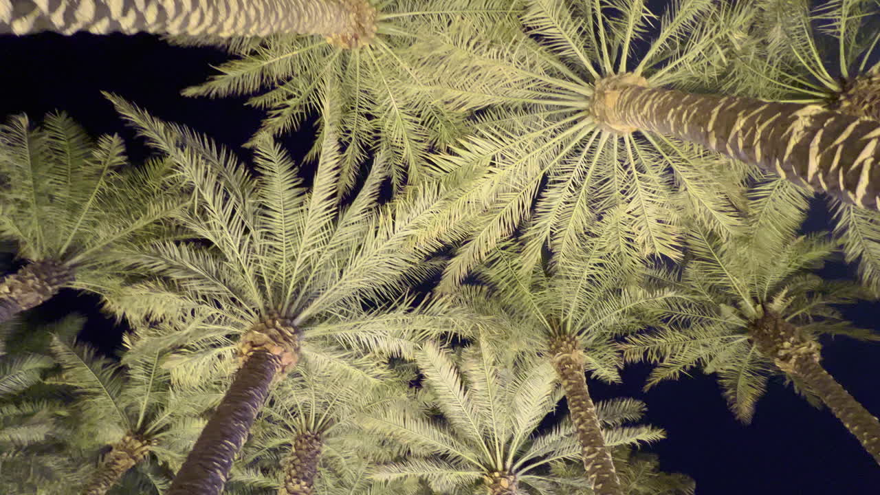 palmeras iluminadas por la noche