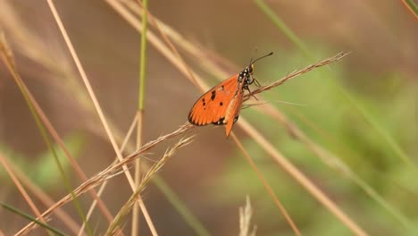 Beautiful-yellow-butterfly-in-grass-