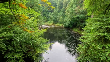 calm lake surrounded by lush green trees