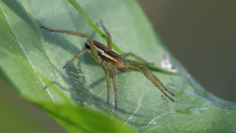 Fotografía-Macro-De-Araña-Europea-En-Reposo-Sobre-Hojas-Verdes-En-La-Naturaleza-Durante-La-Luz-Del-Sol---Especie-Pisaura-Miramilis