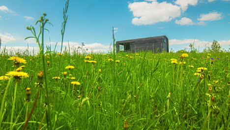 Low-Angle-Aufnahme-Eines-Wunderschönen-Frühlingstages-Mit-Wunderschönen-Gelben-Blumen-In-Voller-Blüte-Auf-Einer-Grünen-Wiese-Mit-Rechteckigem-Holzhäuschen-Den-Ganzen-Tag-über-Im-Zeitraffer