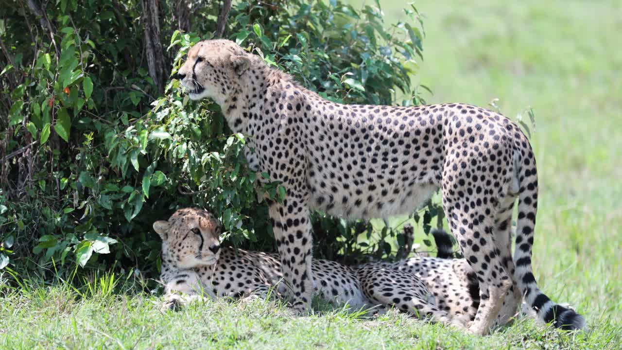kargi kenya의 치타 가족은 나무 아래에서 태양으로부터 보호하고 핸드 헬드 샷을 보호합니다.