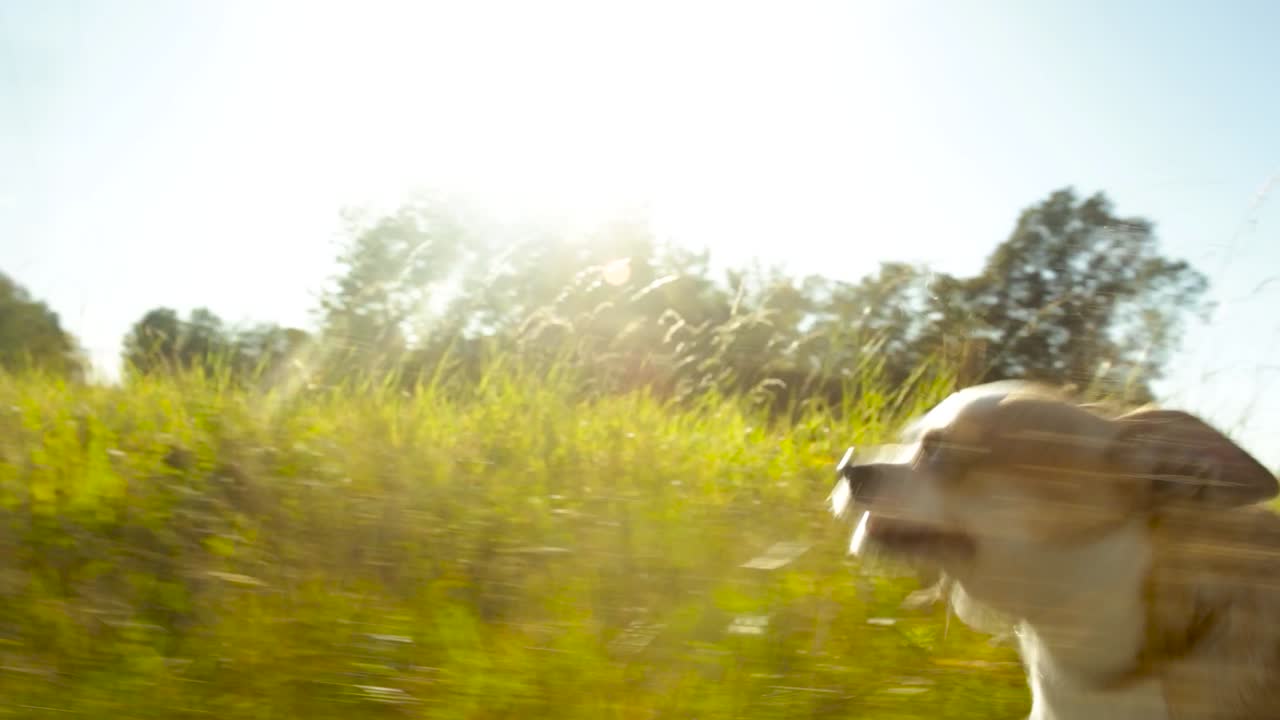 치와와와 함께 잔디 블레이드를 통해 실행하는 개 관점 보기