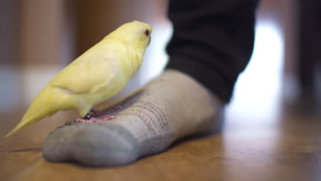 lineolated parakeet stands on a man's socked foot and begins chewing his pant leg