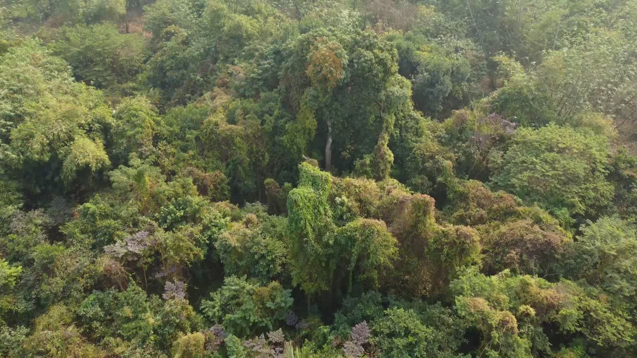 toma de vista de área de selva o bosque en temporada de invierno