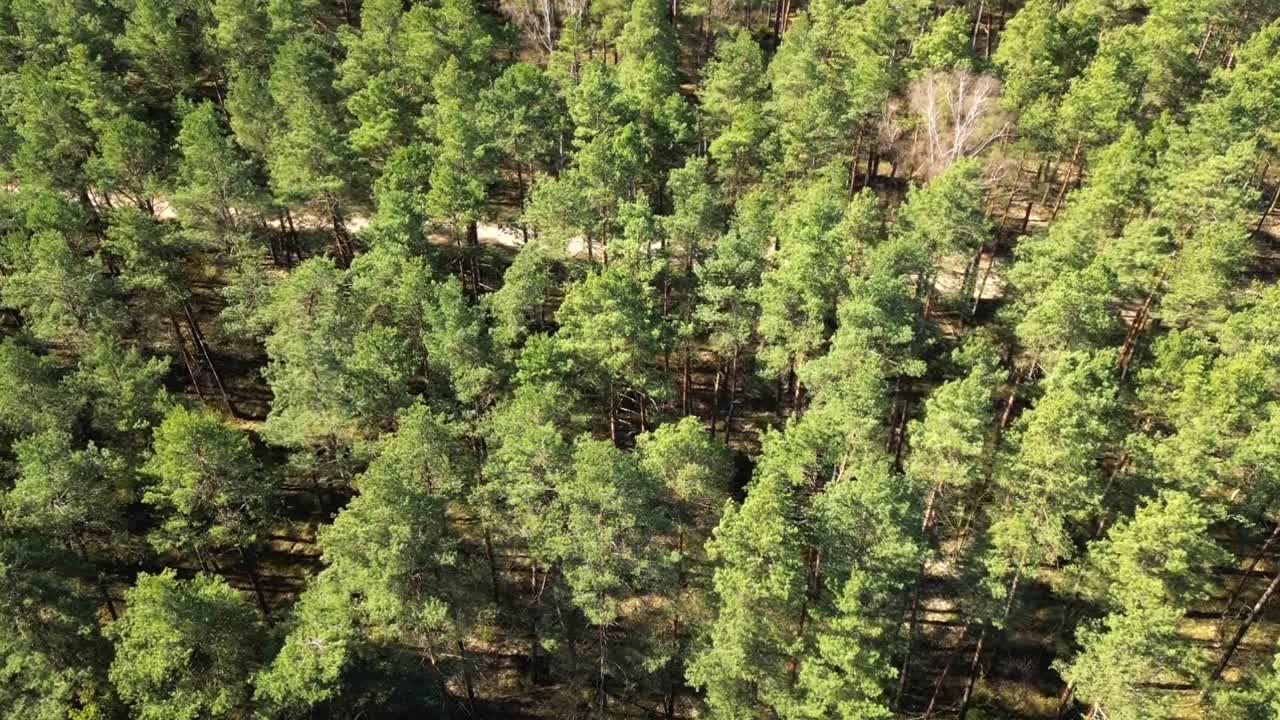 Infinite Forest Landscape in Early Spring