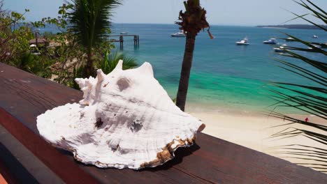 a sea shell as model on the beach