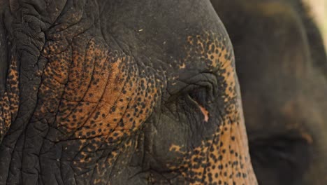 an intimate close-up of an asian elephant’s eye in the wilds of sri lanka, revealing the intricate textures of its skin and the deep, expressive gaze of this majestic animal.