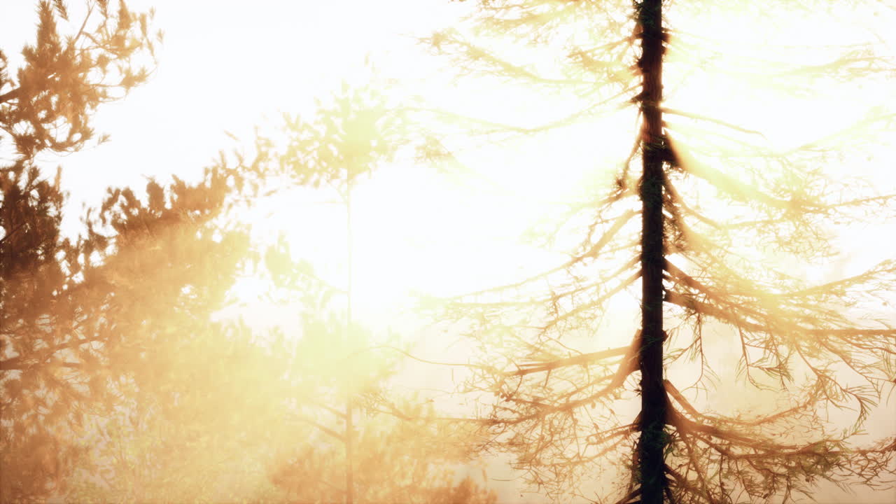 숲 속의 황금시간