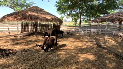 sheep and goats grazing under a thatched shelter