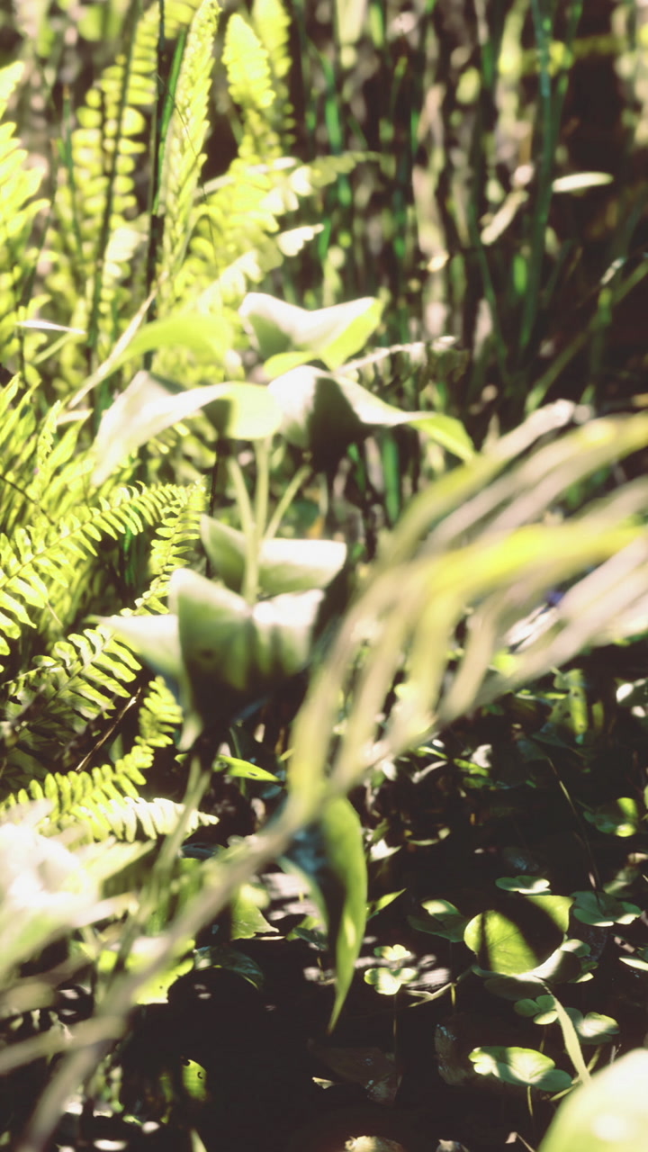 Lush green foliage dancing in gentle sunlight beneath a tranquil sky
