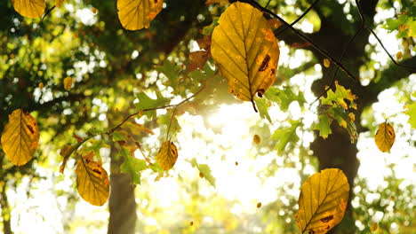 digitale zusammensetzung mehrerer herbstblätter, die gegen die durch die bäume scheinende sonne fallen