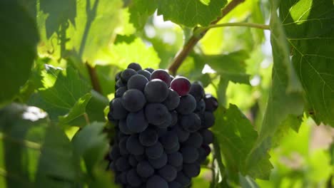 Hand-held-close-up-shot-of-a-large-bunch-of-purple-grapes-ready-for-harvesting