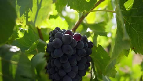 hand-held close-up shot of a large bunch of purple grapes ready for harvesting