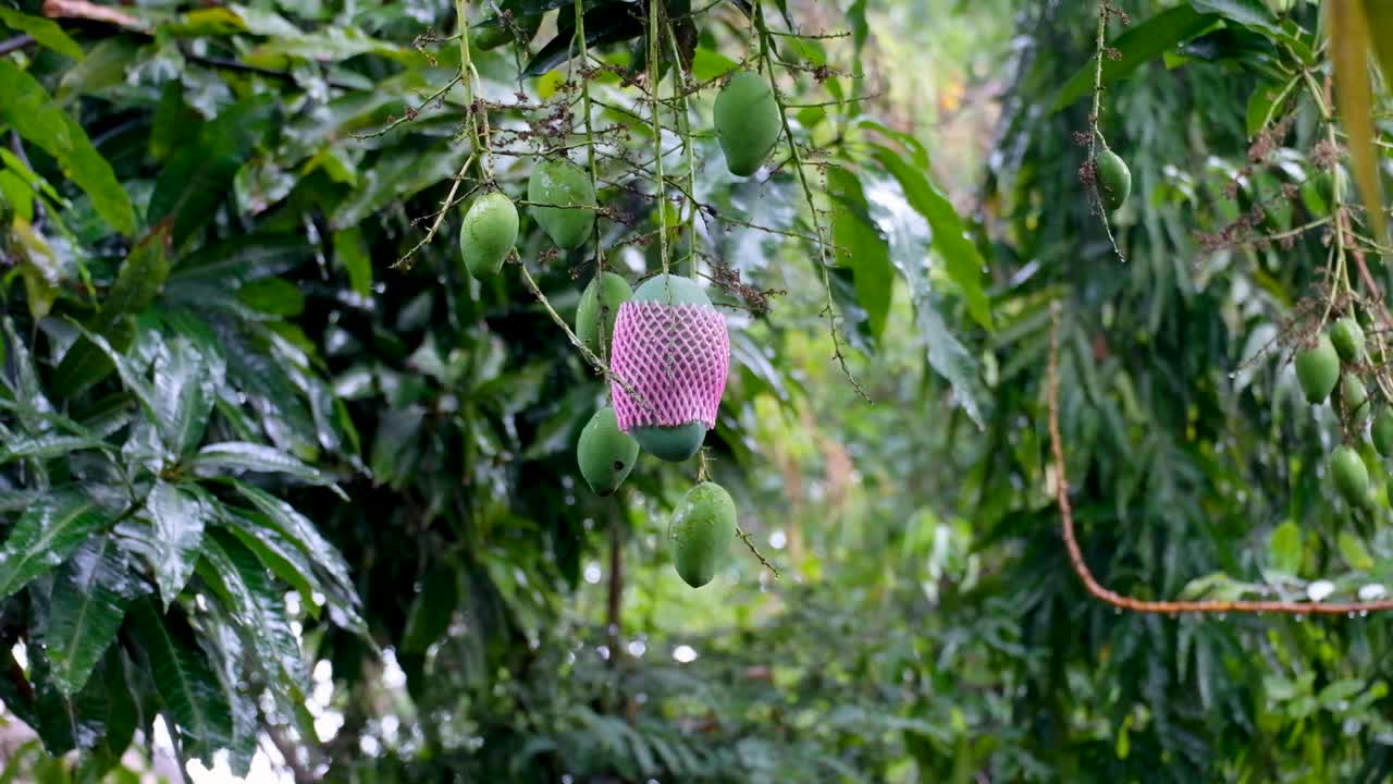 un montón de deliciosos mangos verdes colgando de un árbol frutal de mango en un día húmedo, lluvioso y húmedo en los trópicos de una isla tropical