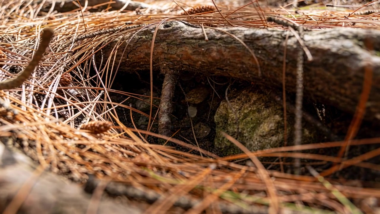 Pushing camera revealing small brown toad sheltering in root alcove at forest floor, needles