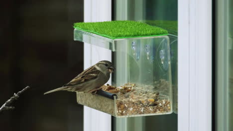 Sparrow-feeding-from-a-birdbox-close-up-clear-shot