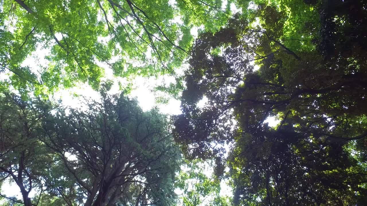 pov caminando por el bosque con rayos de sol