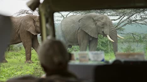 african safari vehicle on safari in africa, amazing elephant animal encounter close up in serengeti national park in tanzania in africa with people watching wildlife