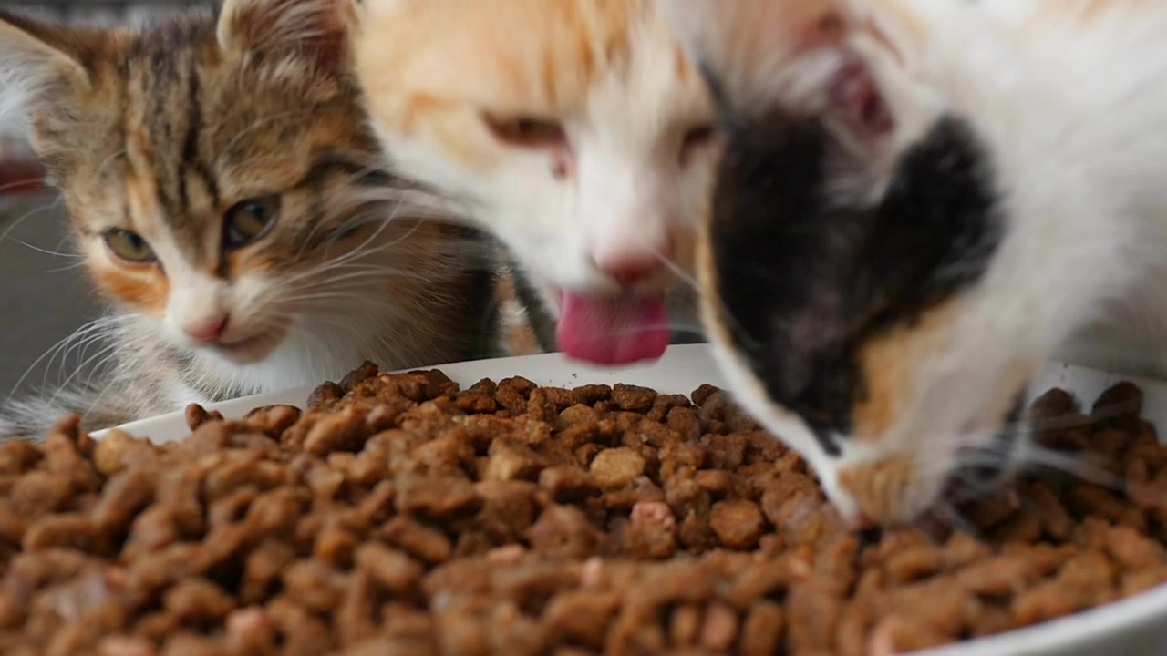 Um gato feral e dois gatinhos comendo de uma tigela de comida em um abrigo de jardim. Câmera lenta