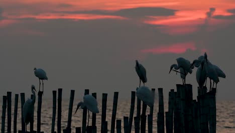 The-Great-Egret,-also-known-as-the-Common-Egret-or-the-Large-Egret