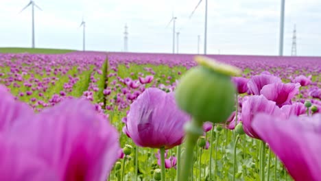 Rosa-Mohnblüten-Und-Knospen,-Die-Auf-Dem-Feld-Blühen