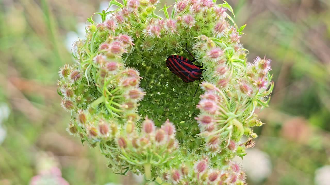 Striped Bug on Queen Anne's Lace