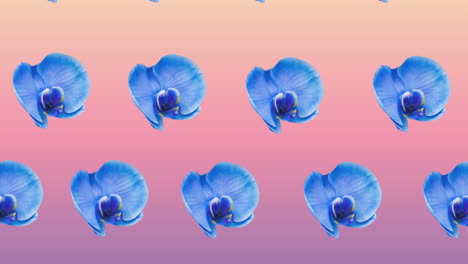 composición de filas de flores azules que se mueven sobre un fondo rosado