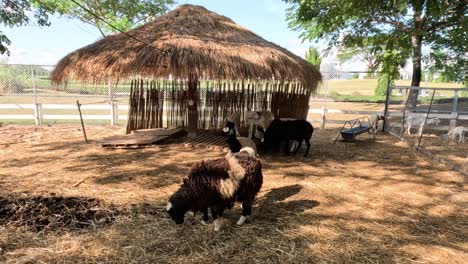 bison moves around a thatched hut in an enclosure.