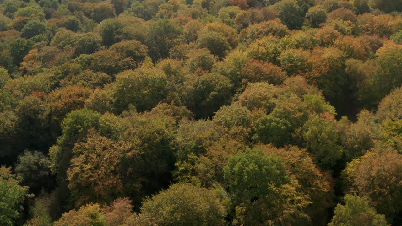Rising pan down aerial shot over English woodland turning autumn colours