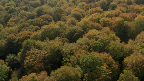 Panorámica-Ascendente-Hacia-Abajo-Toma-Aérea-Sobre-El-Bosque-Inglés-Cambiando-Los-Colores-Del-Otoño