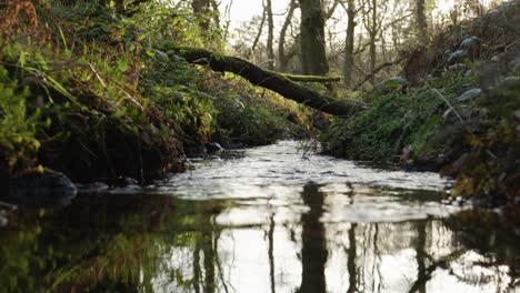 Ein-Langsamer-Fluss-Fließt-Sanft-Durch-Einen-Einheimischen-Laubwald,-Während-Die-Sonne-Im-Hintergrund-Hinter-Waldbäumen-In-Der-Nähe-Von-Aberfoyle-Im-Queen-Elizabeth-Forest-Park,-Schottland,-Untergeht