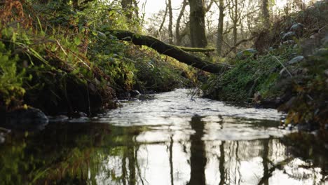 un río lento fluye suavemente a través de un bosque nativo de hoja ancha mientras el sol se pone en el fondo detrás de los árboles del bosque cerca de aberfoyle en el parque forestal queen elizabeth, escocia