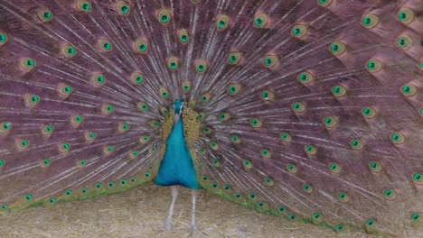 close up de pavo real con plumas de colores exhibidas