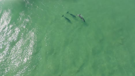 drone clip of pod of dolphins swimming in shorebreak waves in australia