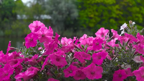 pink petunia blossoms and flowers waving in the wind in slow motion during summertime cloudy day while a small rural river and trees are in the background that is slightly out of focus cinematically