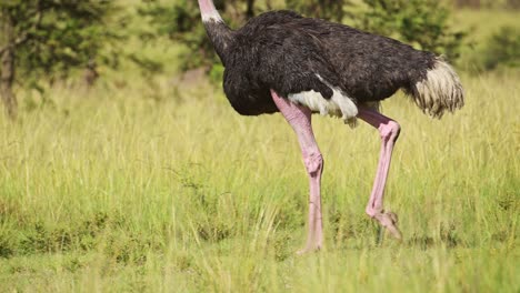 Slow-Motion-Shot-of-Ostrich-close-up-details-of-flightless-bird-in-Maasai-Mara-National-Reserve,-African-Wildlife-in-Kenya,-Africa-Safari-Animals-in-Masai-Mara-North-Conservancy