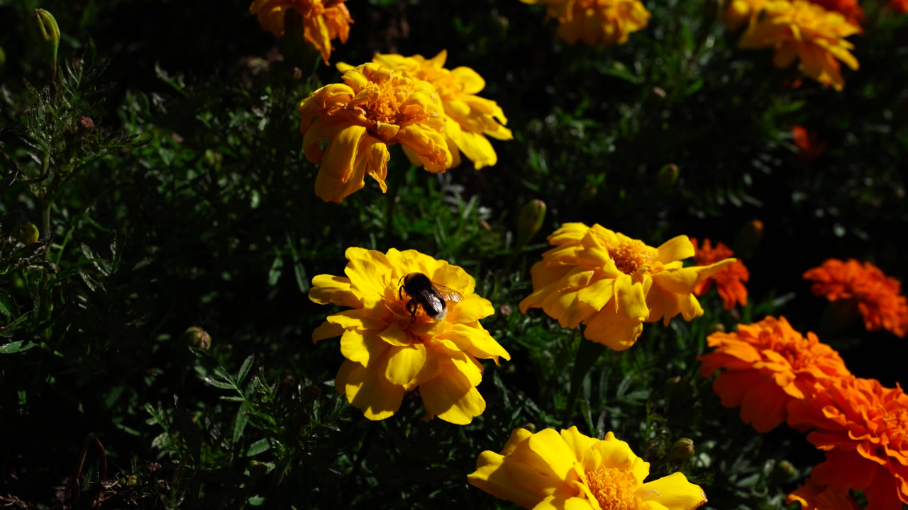 Fiori di calendula giallo brillante e arancione con un'ape che raccoglie il polline in un giardino soleggiato, Albert Park Auckland, Nuova Zelanda, natura primaverile colorata e impollinazione in un parco urbano.